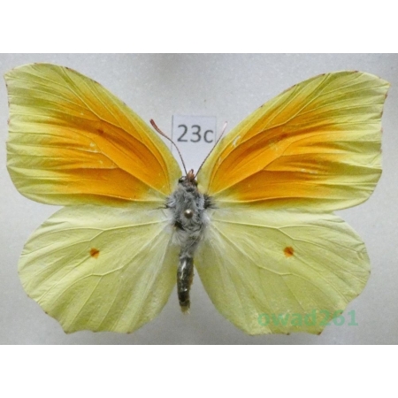 Gonepteryx cleopatra (Linnaeus, 1767) male Croatia23c